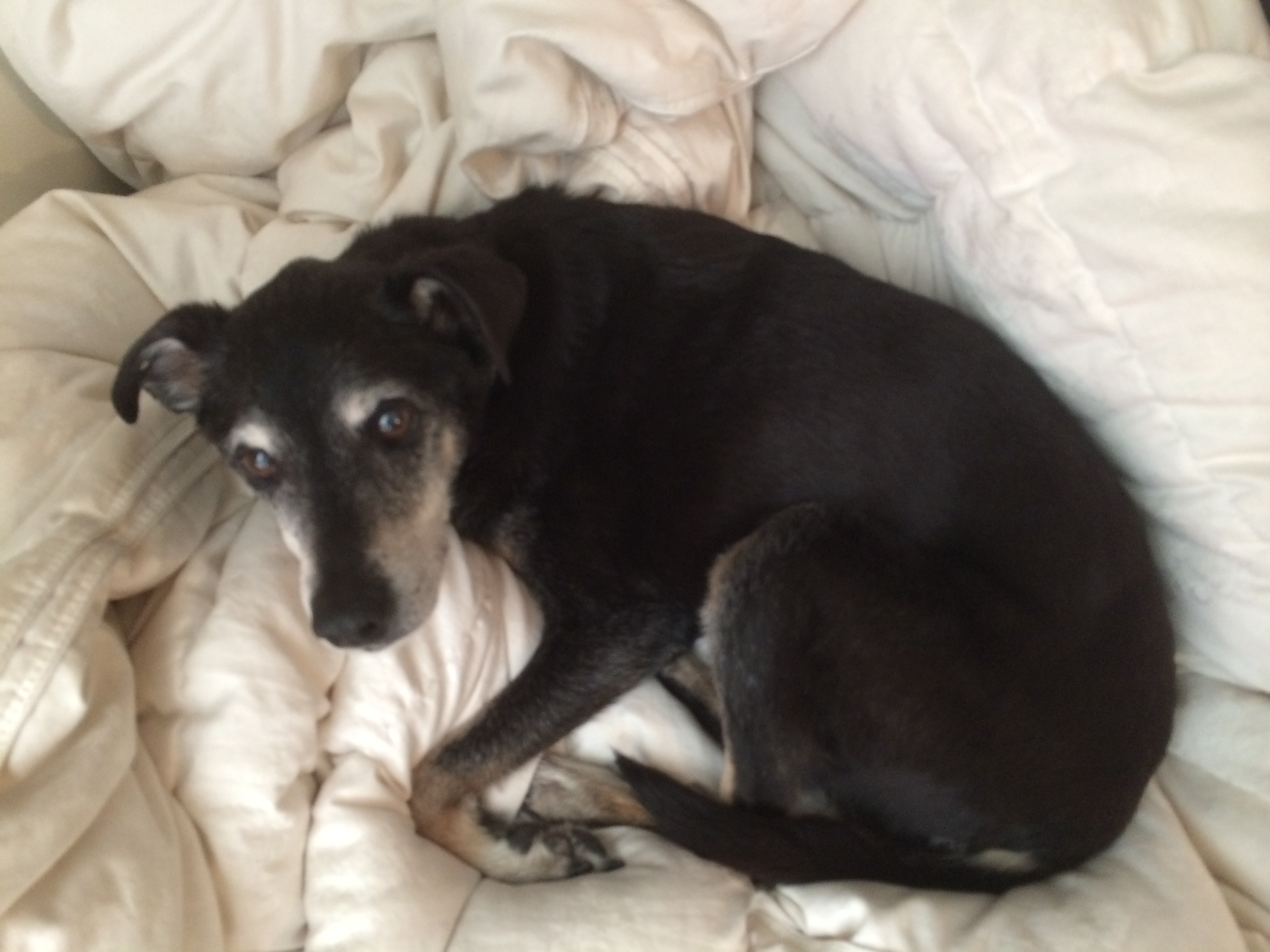 Dog Day Afternoon...