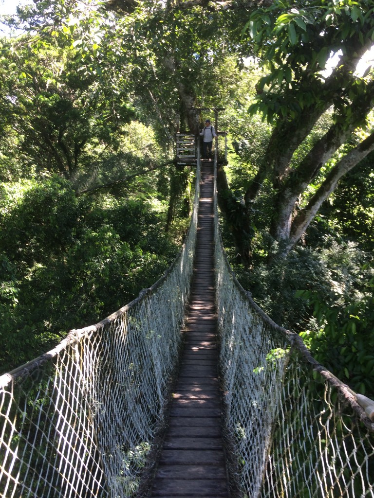 Canopy Walk