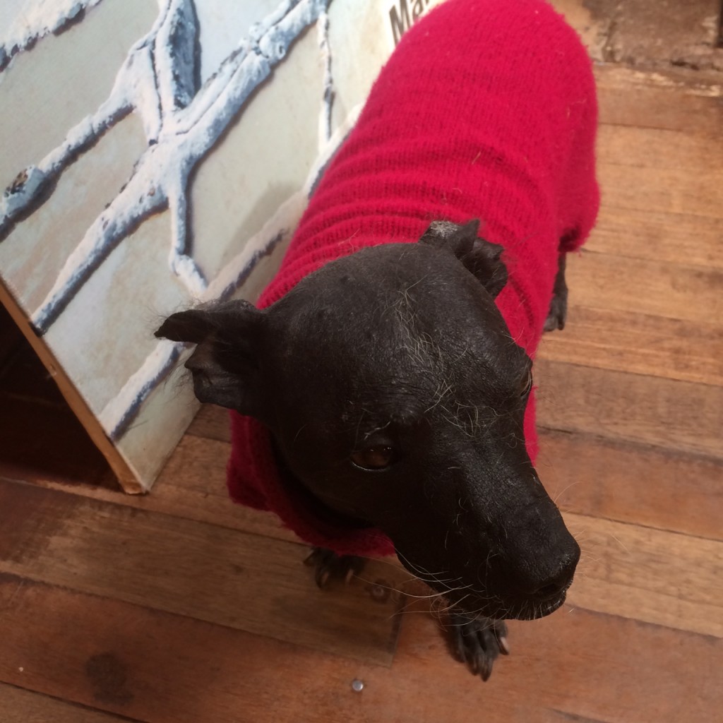 Hairless Peruvian Dog