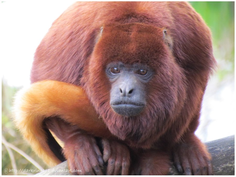 Red Howler Monkey