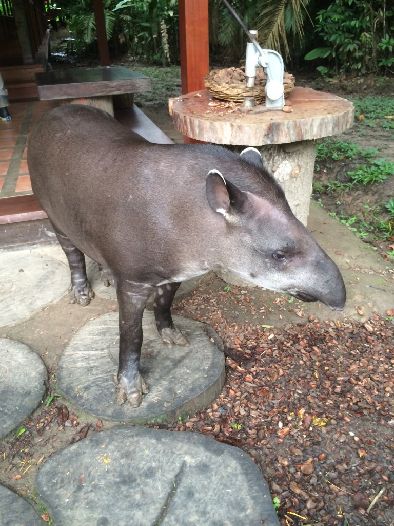 Tapir