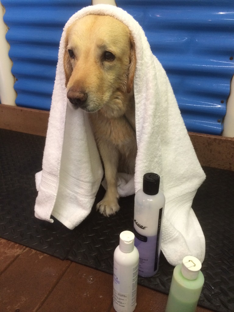 A Moon Doggy Better Than Gidget's...