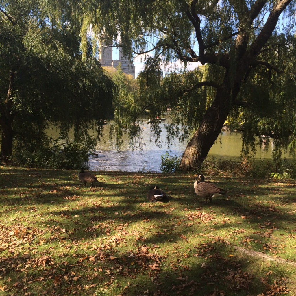 Fall Into NYC...Movies, Museums...