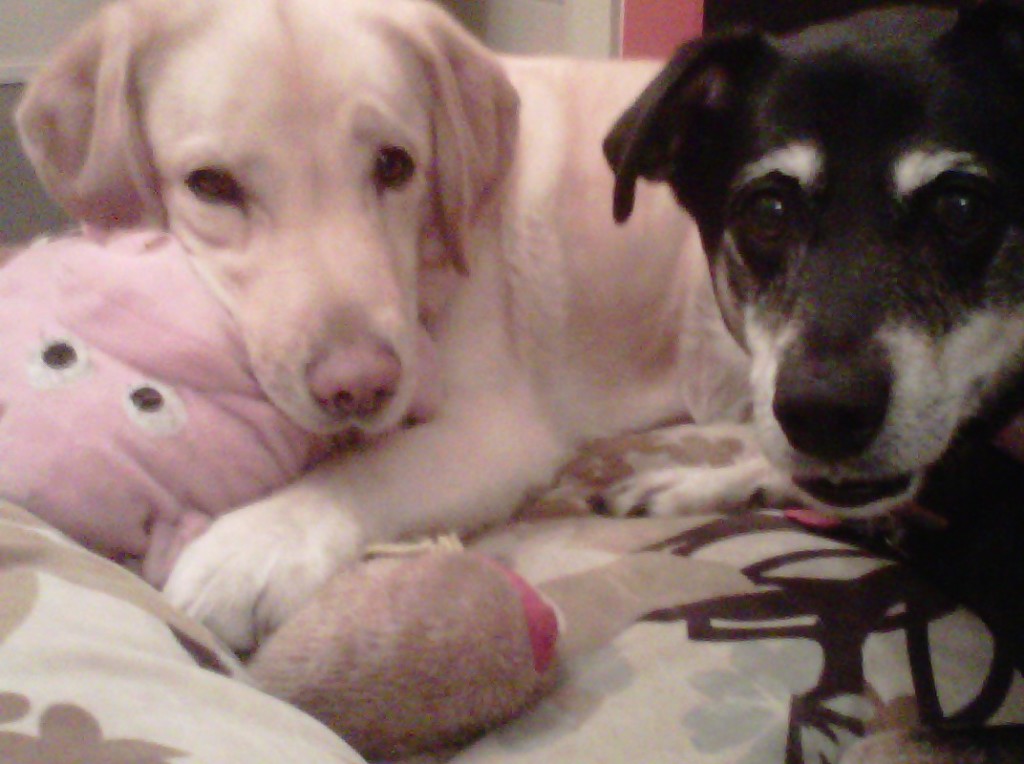 Dog Day Afternoon...