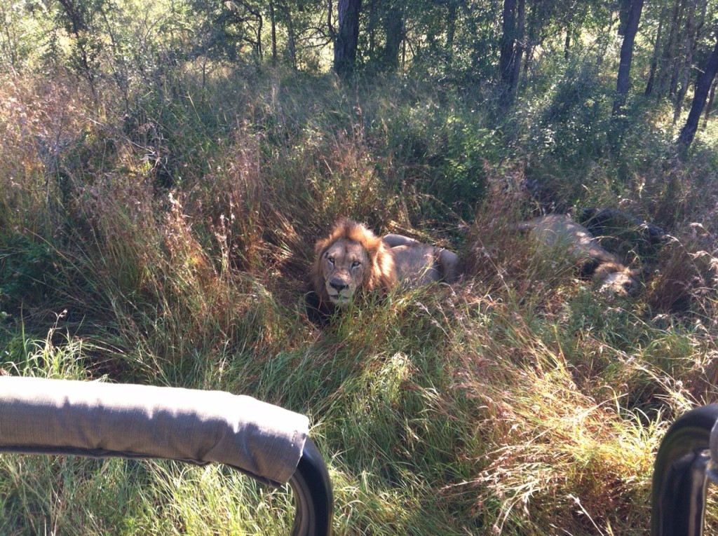 Lion Rendezvous During Our Last Safari in Kruger National Park, South Africa