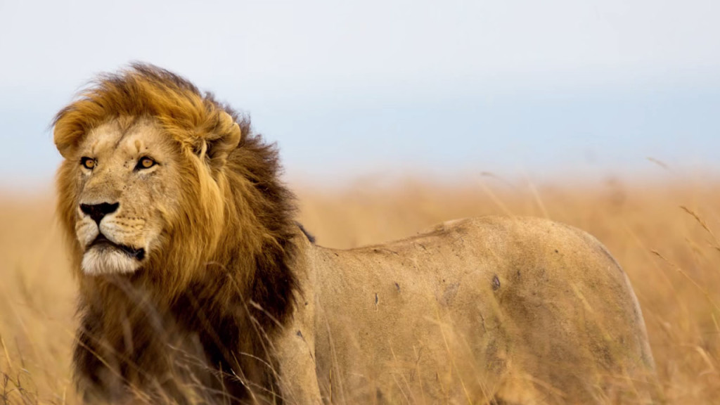Cecil the Lion  photo: forbes.com