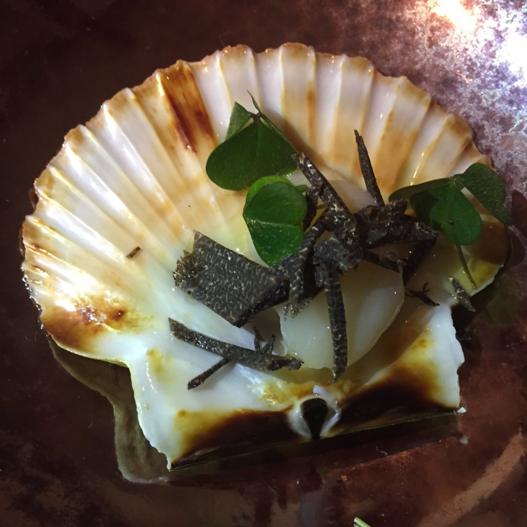 Scallop