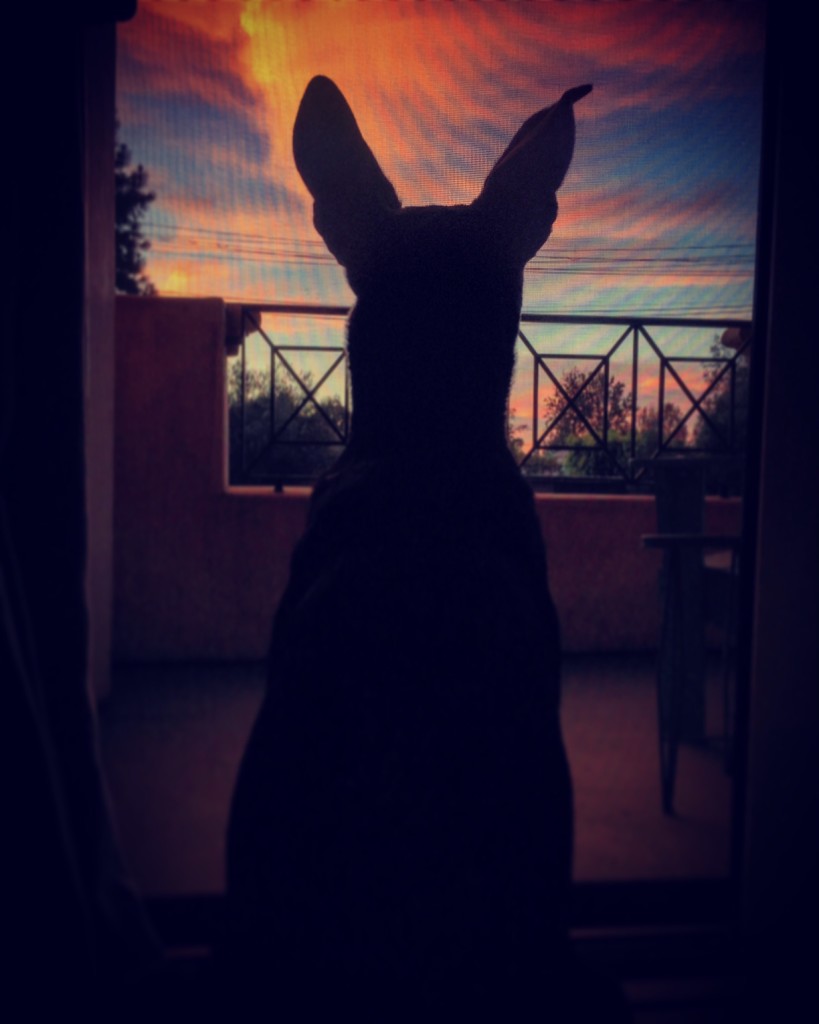 Dog Days…