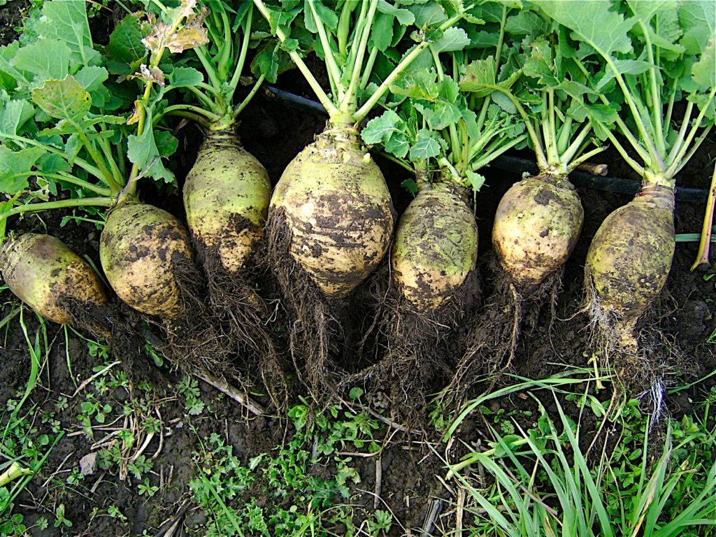 Rutabaga photo:en.wikipedia.org