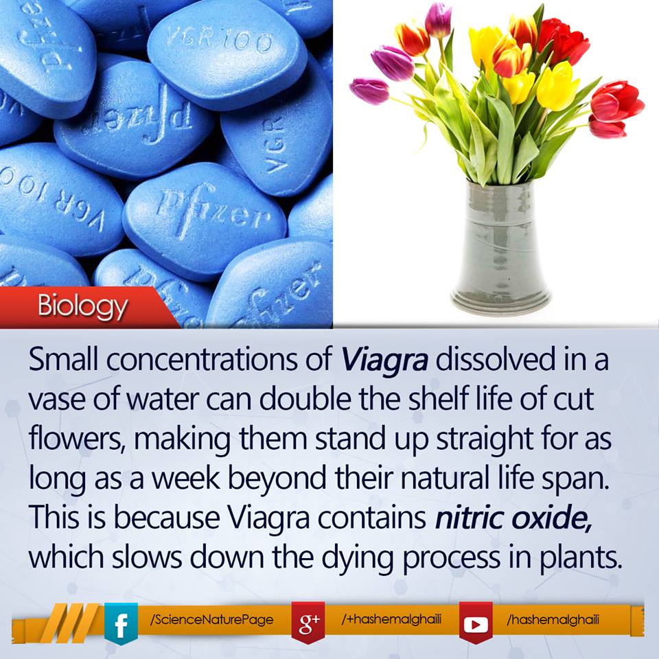 photo: erectiledysfunctioninfo.com