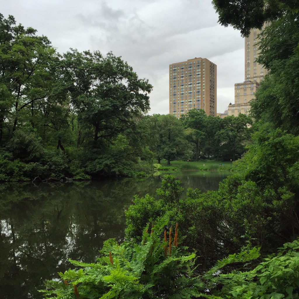 Central Park in the Rain
