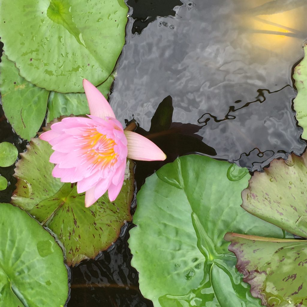 Virginia Overton Gardens