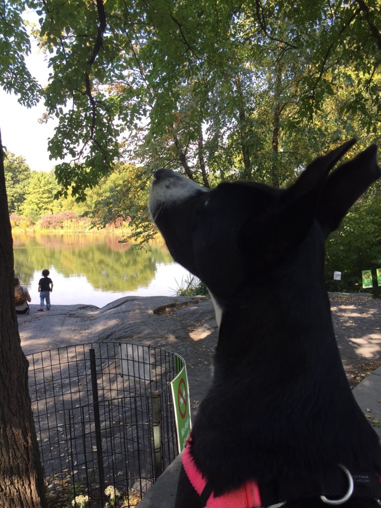 My Little Runaway...