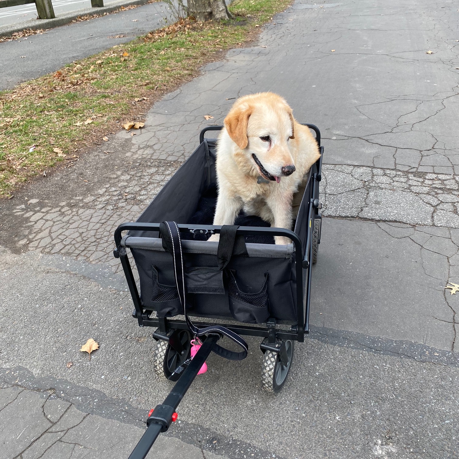 Who Let The Dogs Out...