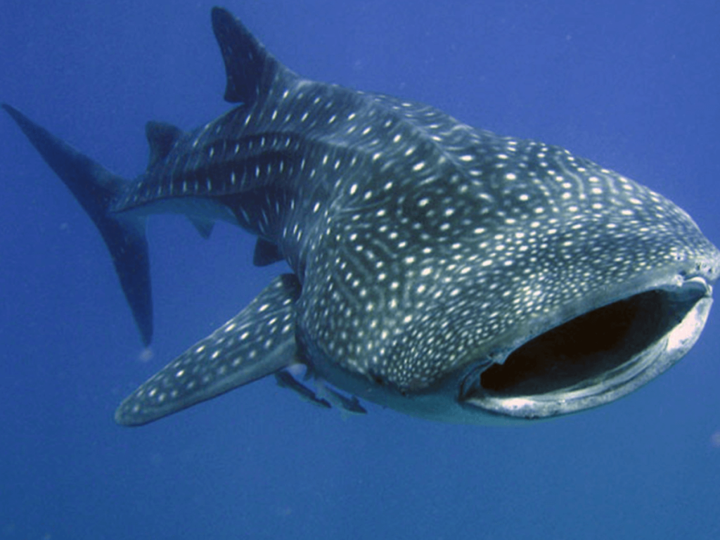Swimming With Whale Sharks...