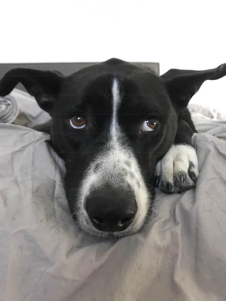 Dog Days Of Summer…