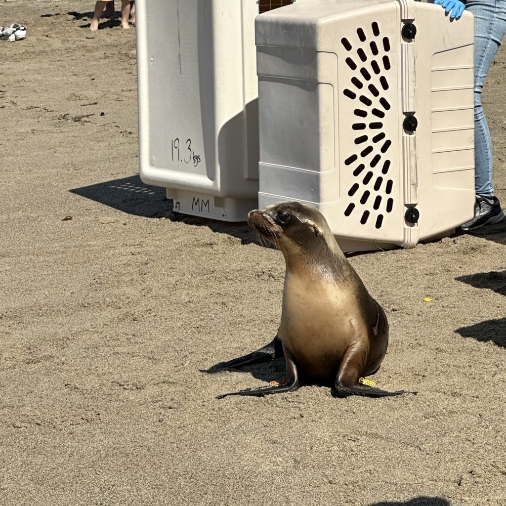 Moving Marine Mammal Moment…