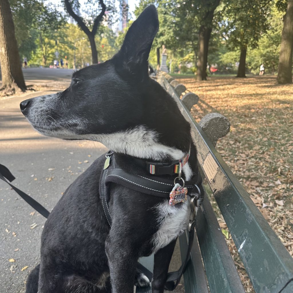 Walkin’ The Dog…