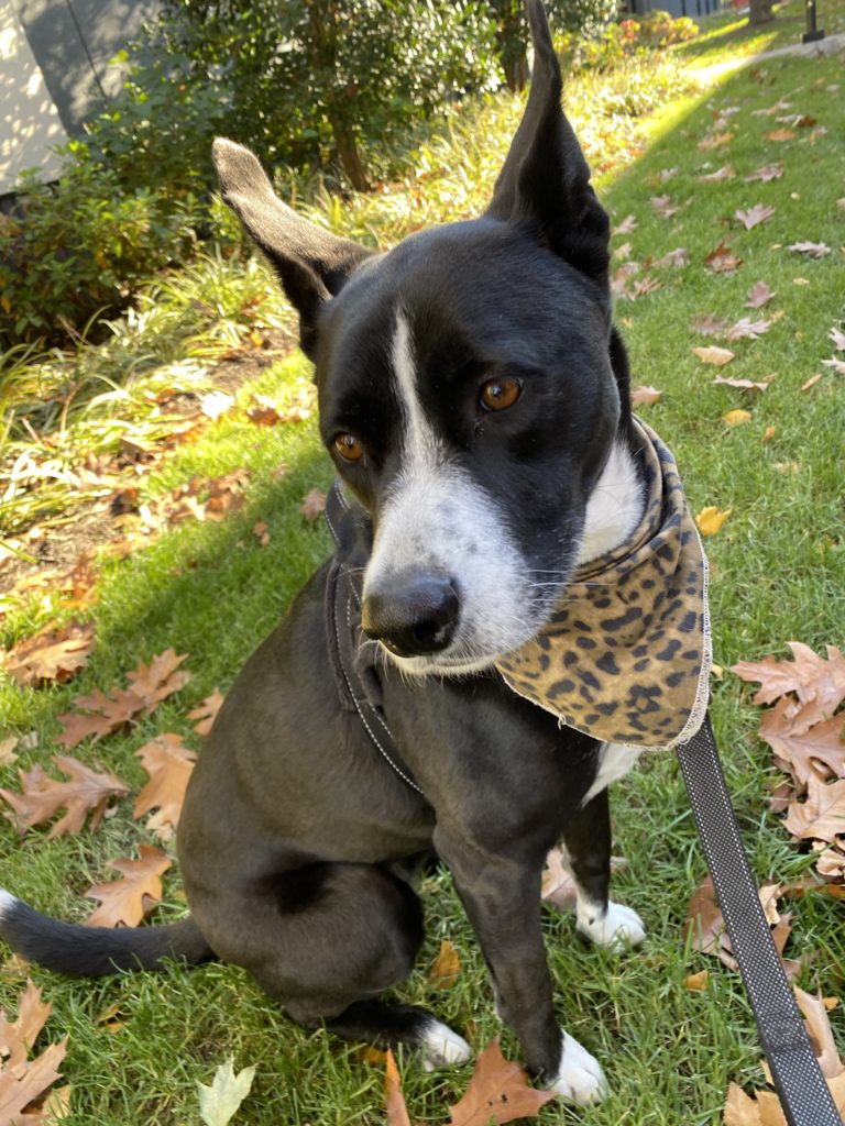 And They Call It Puppy Love…