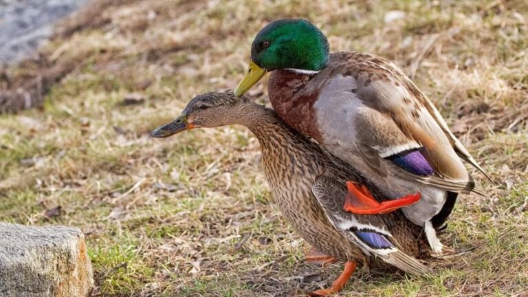Sitting Duck…