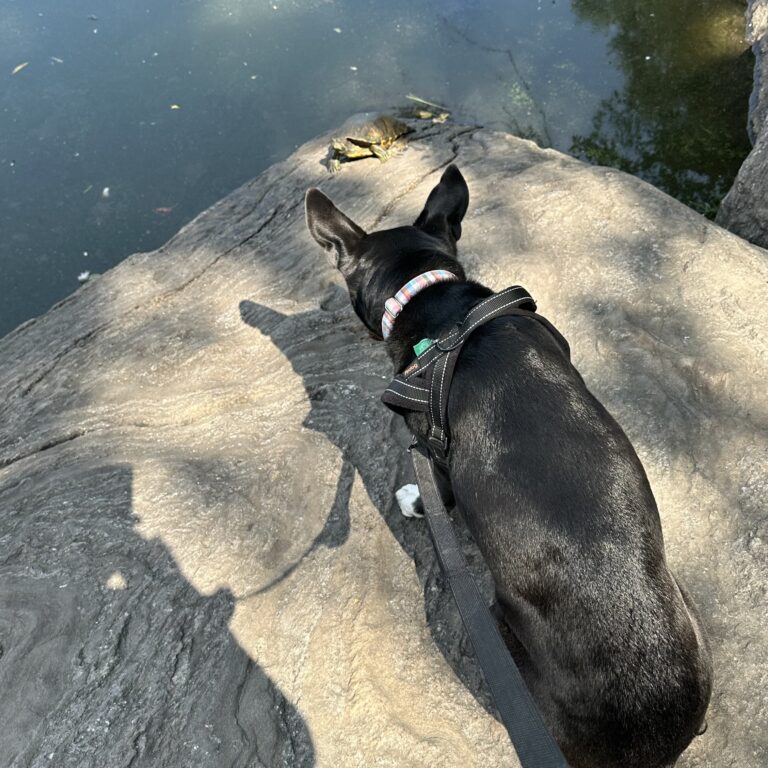 Turtle Time…