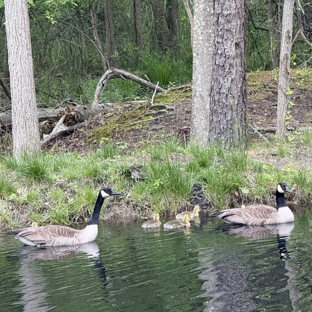 You’ll Never Walk Alone…