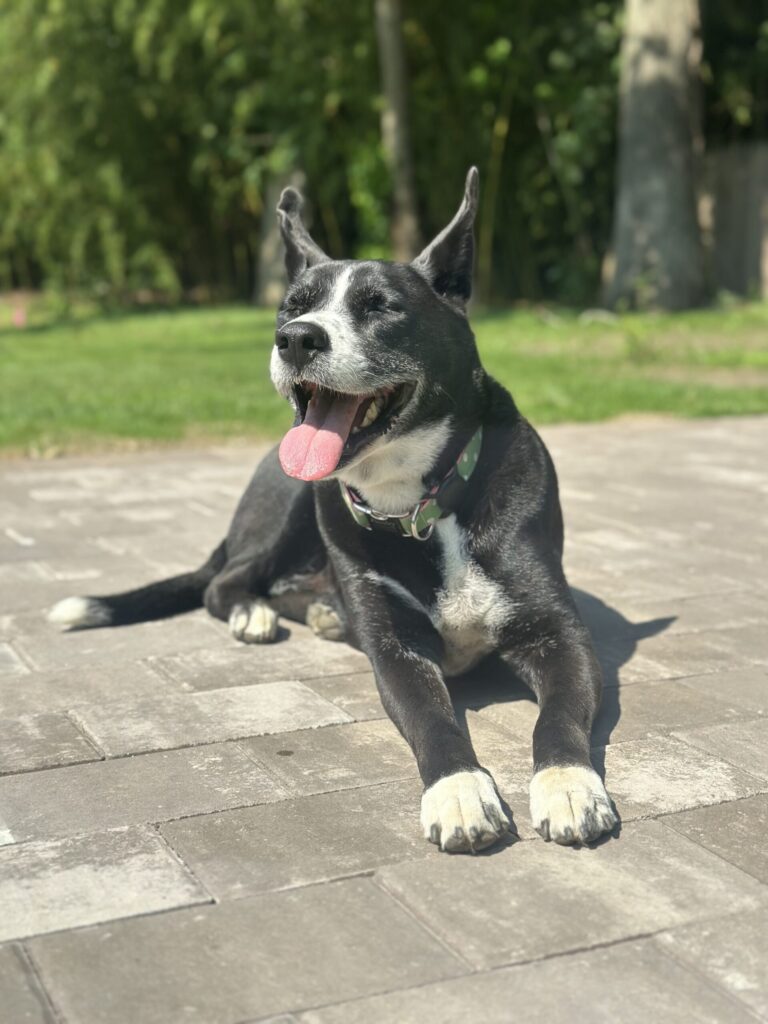 Fancy Free Doggies…