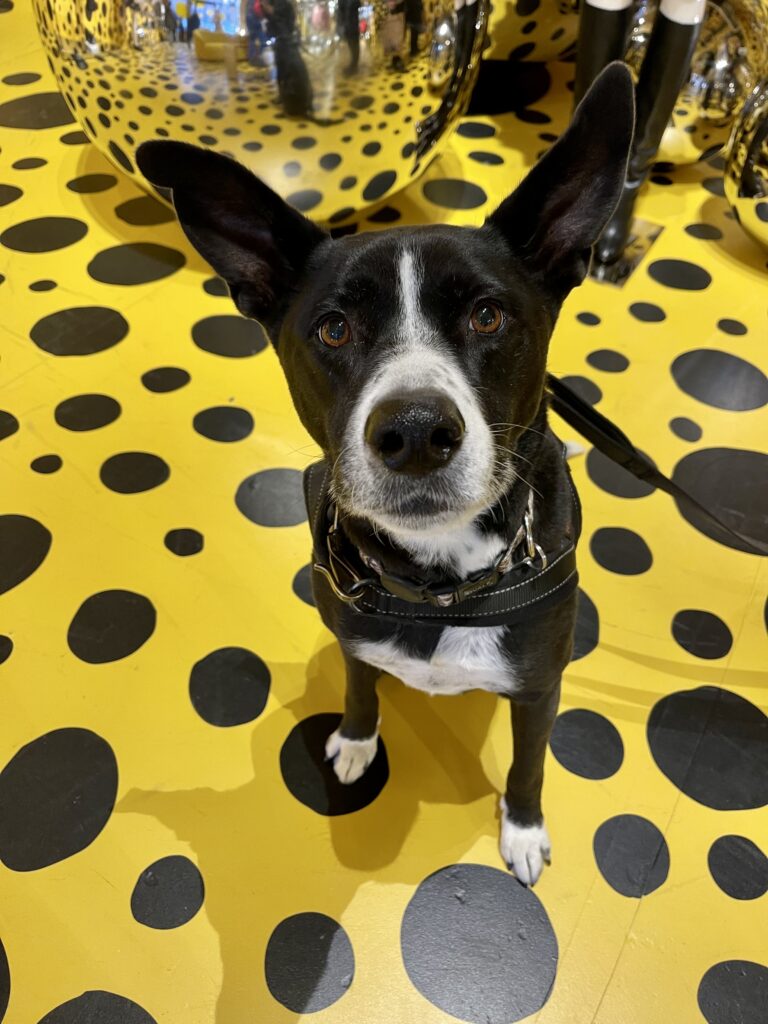 How My Dog Became A Barkfluencer…