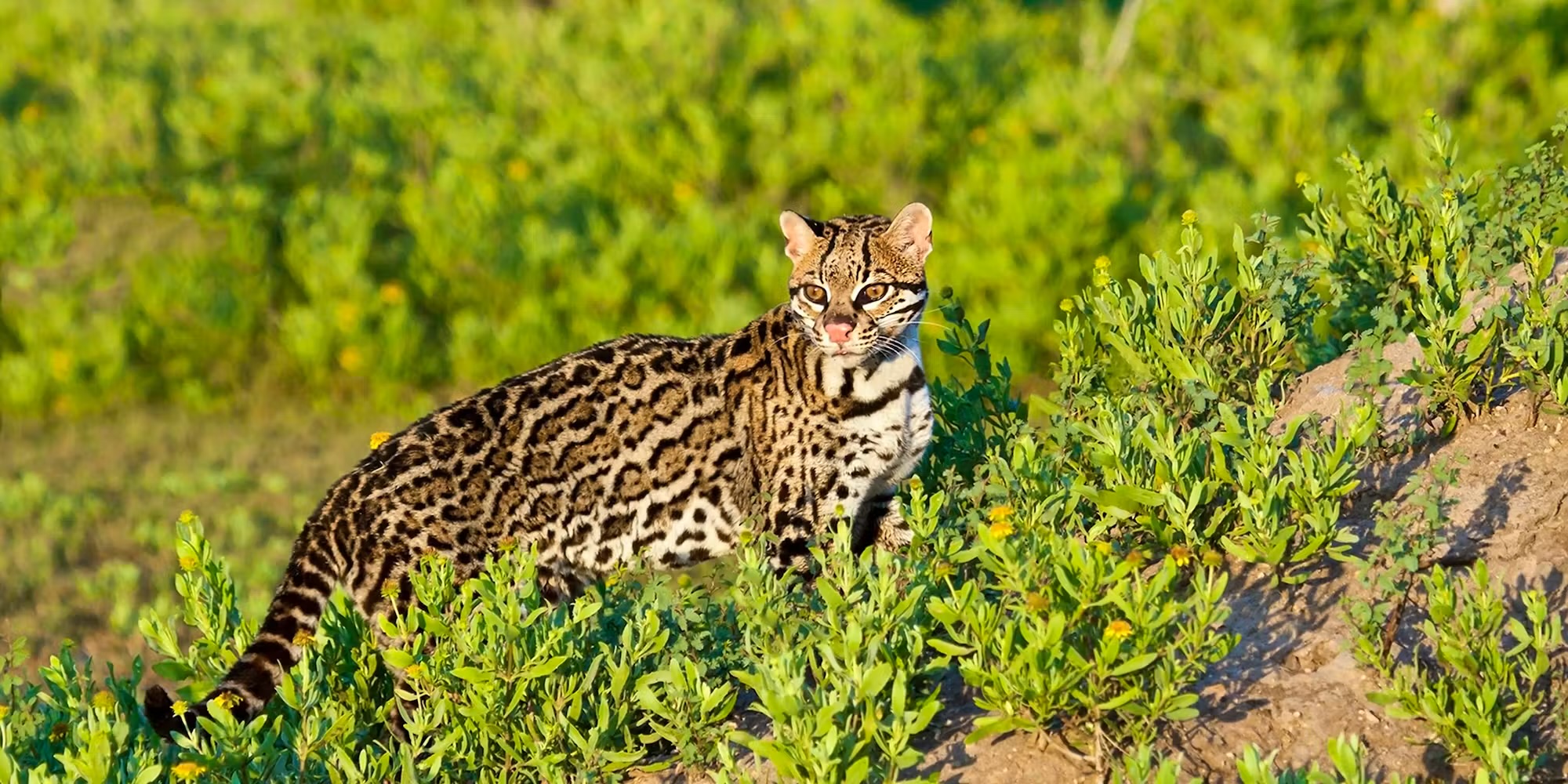 Endangered…